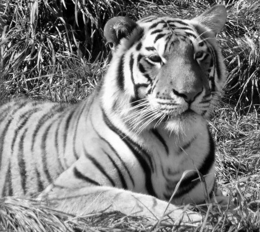 Panthera tigris tigris